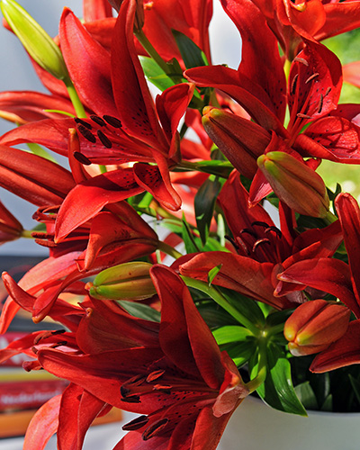 Ľalia asiatic Rood/ Red 16/18, 50 ks